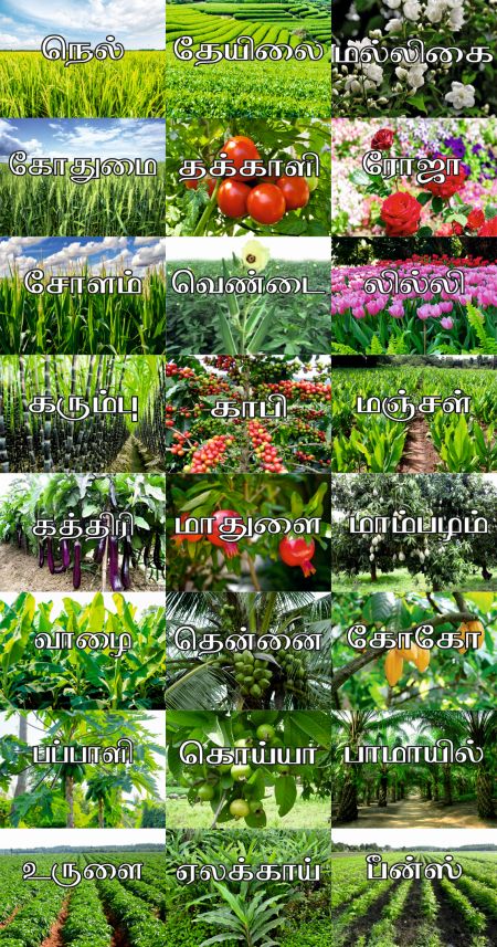 Tamil LOM Plants