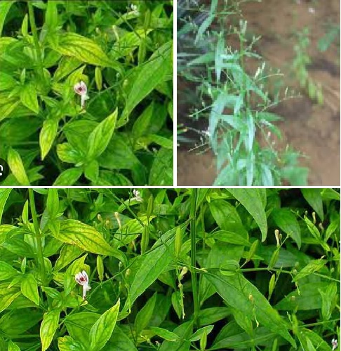 Nilvembu Plant Images