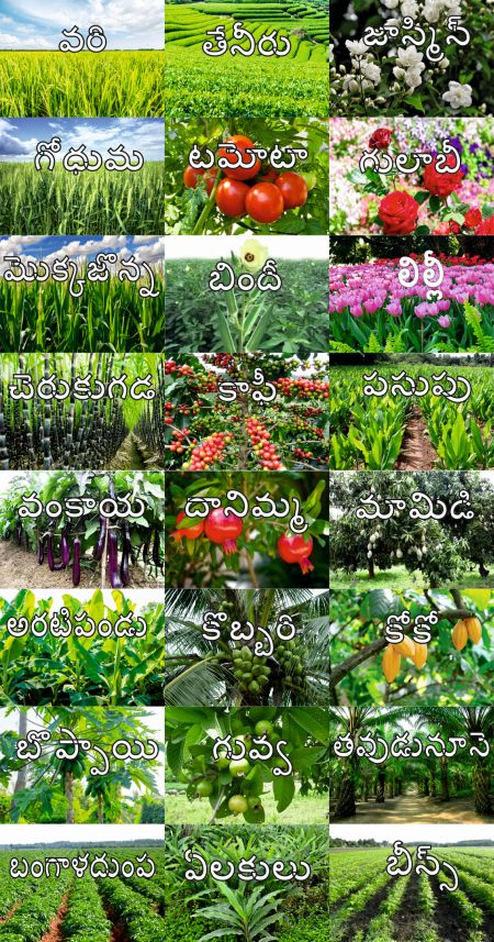 LOM Plants